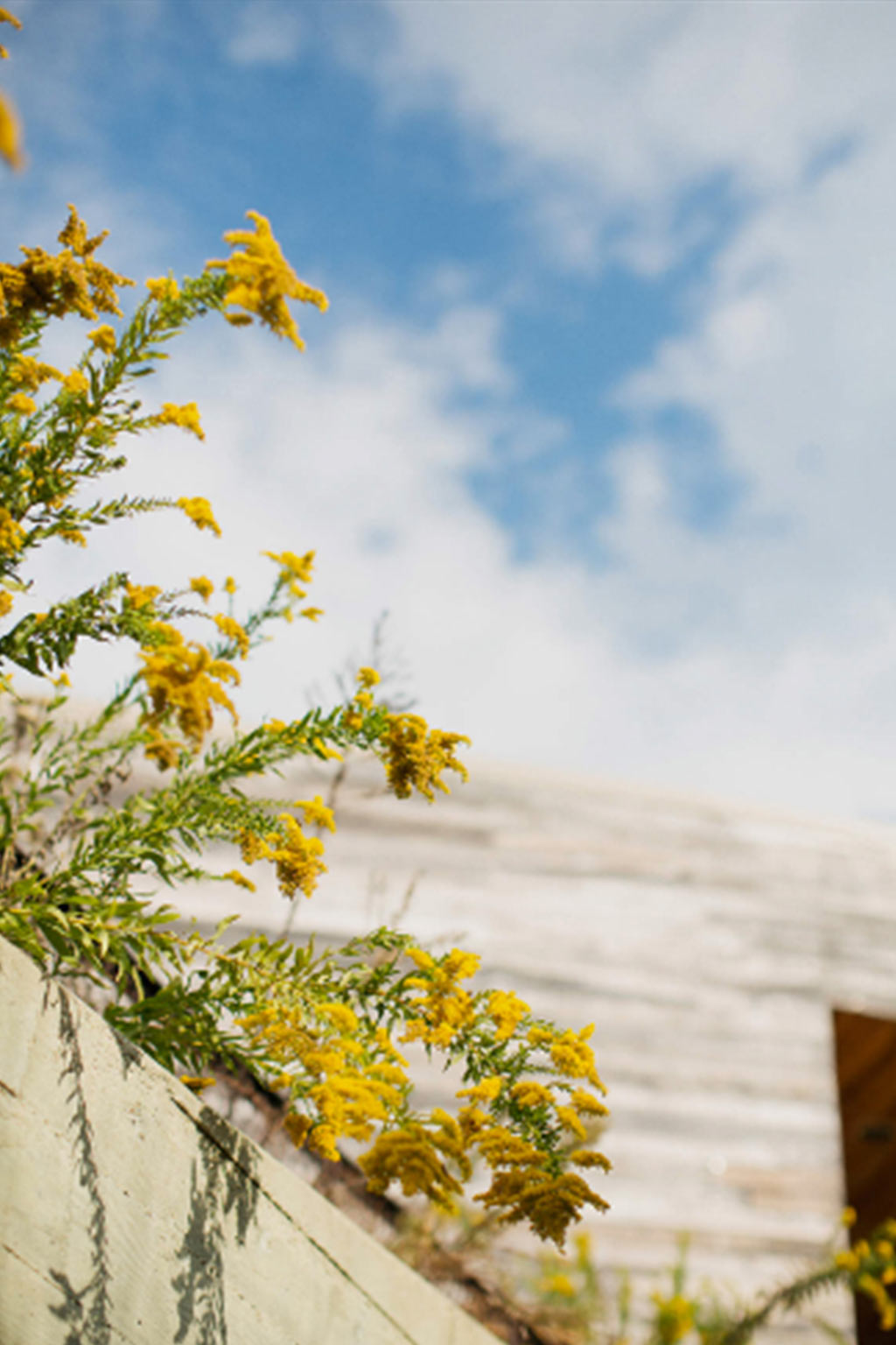 Floral detail at Trinity River Audubon Center in Dallas