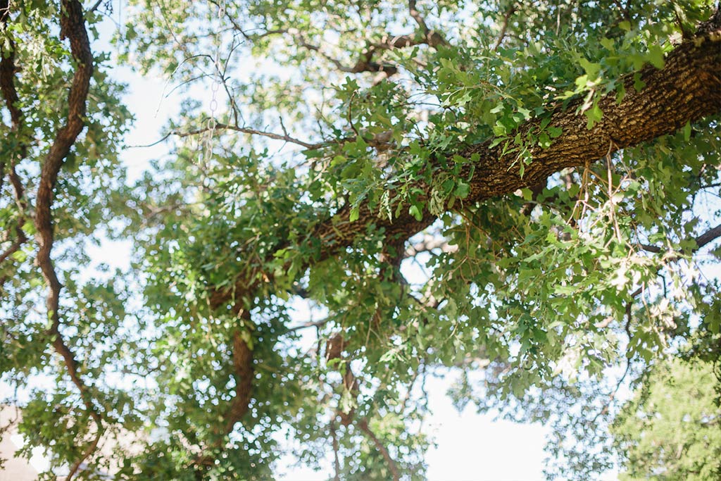 Oak tree detail