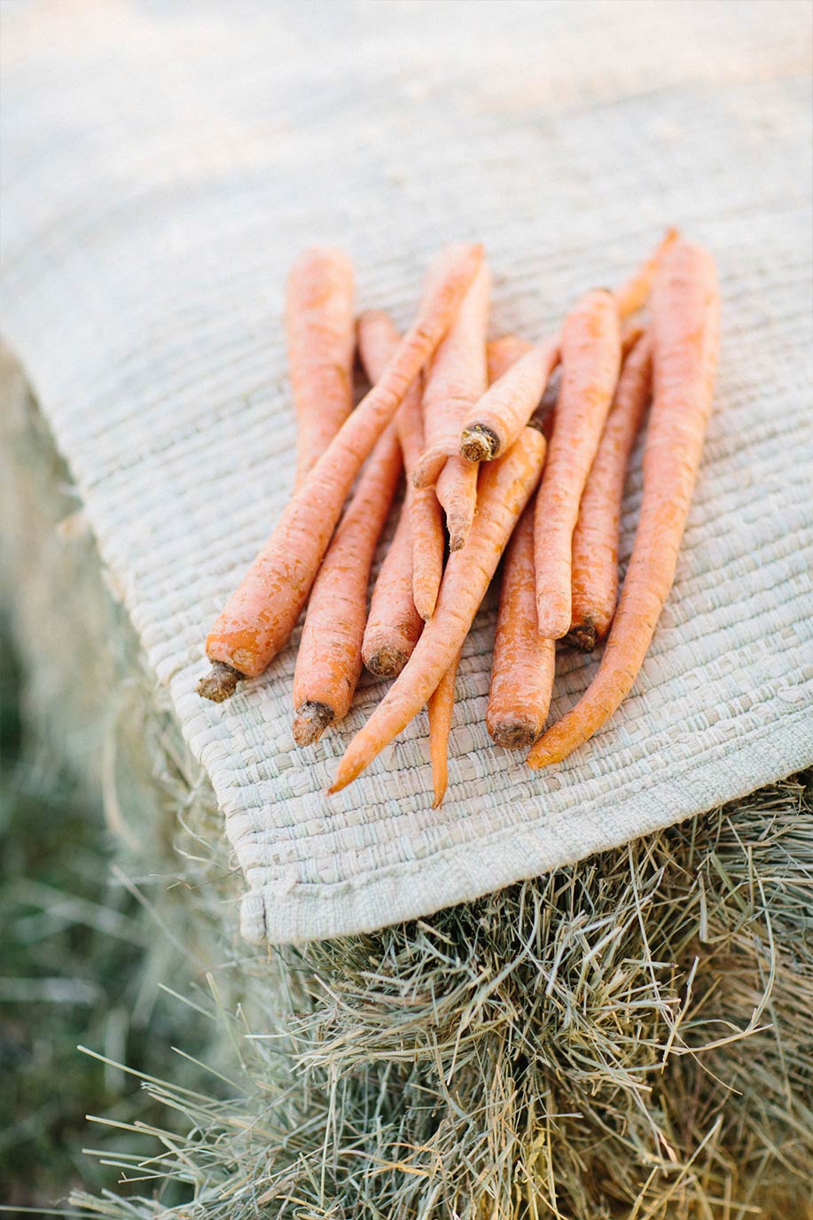 Carrots for horses